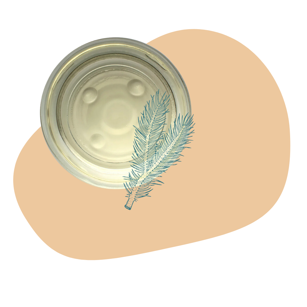 Essential Oil &#8211; Fir Needle